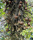 Плоды «дерева пушечных ядер» созревают через 8-9 месяцев и, опадая, раскалываются при ударе о землю, обнажая белую желеобразную мякоть с неприятным запахом.