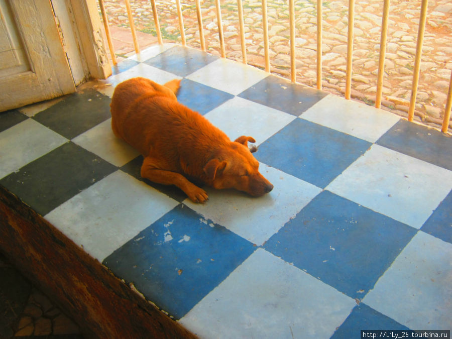 Собаки Тринидада Куба