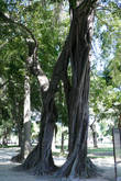 Дерево в парке.