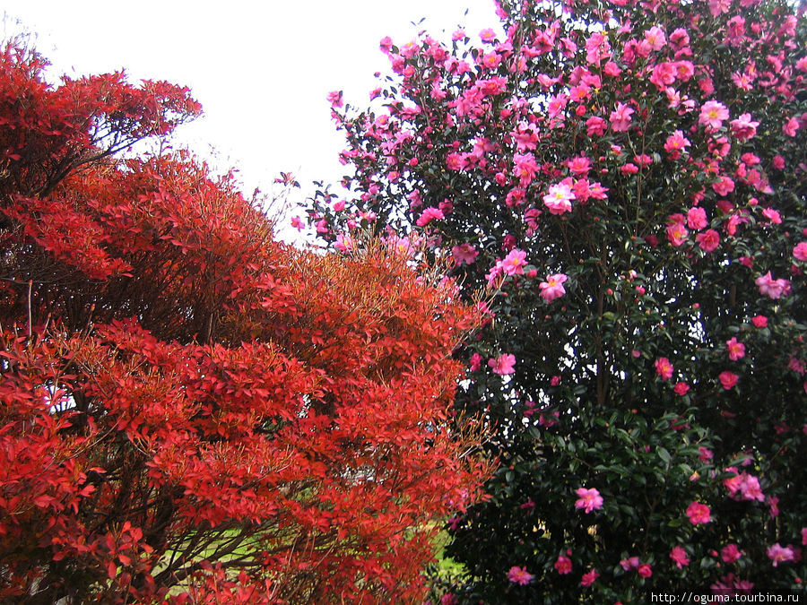 Даже осенью и зимой, в Японии обязательно что-то цветёт Япония