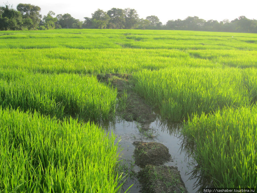 рисовые плантации Шри-Ланка