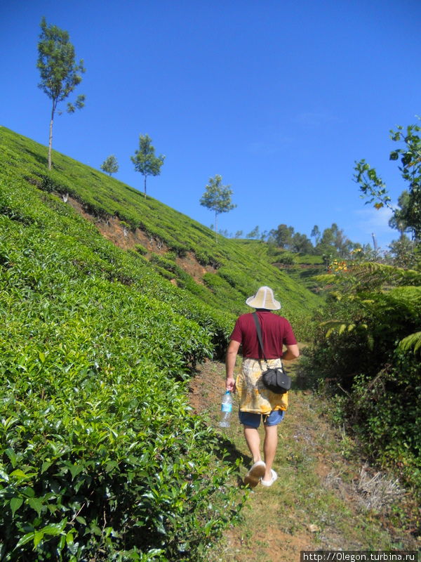 Тропинка сквозь чайные плантации Муннар, Индия