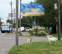 ...Оглядимся. Пасутся у проезжей части, привязанные к уличному фонарю, козы. Старый львовский автобус, подкатил к остановке и пыхтит на последних оборотах... Партия регионов поздравляет Украину со Днем независимости...