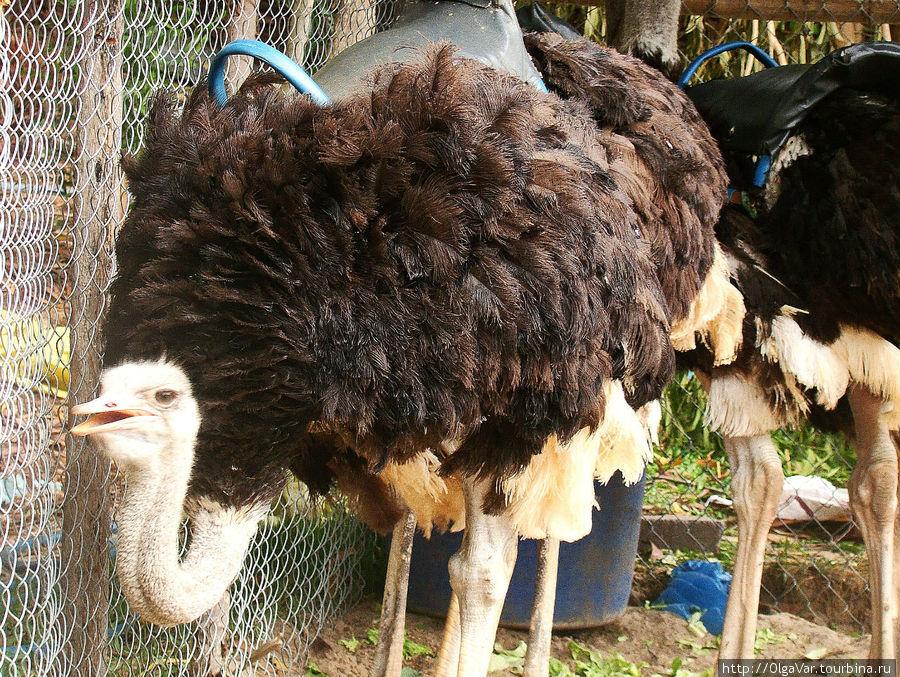 Оперение у страуса рыхлое и курчавое,  только  голова, шея и бёдра — без перьев. На груди тоже имеется голый участок кожи — грудная мозоль, на которую страус опирается, когда ложится Муй-Не, Вьетнам