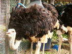 Оперение у страуса рыхлое и курчавое,  только  голова, шея и бёдра — без перьев. На груди тоже имеется голый участок кожи — грудная мозоль, на которую страус опирается, когда ложится