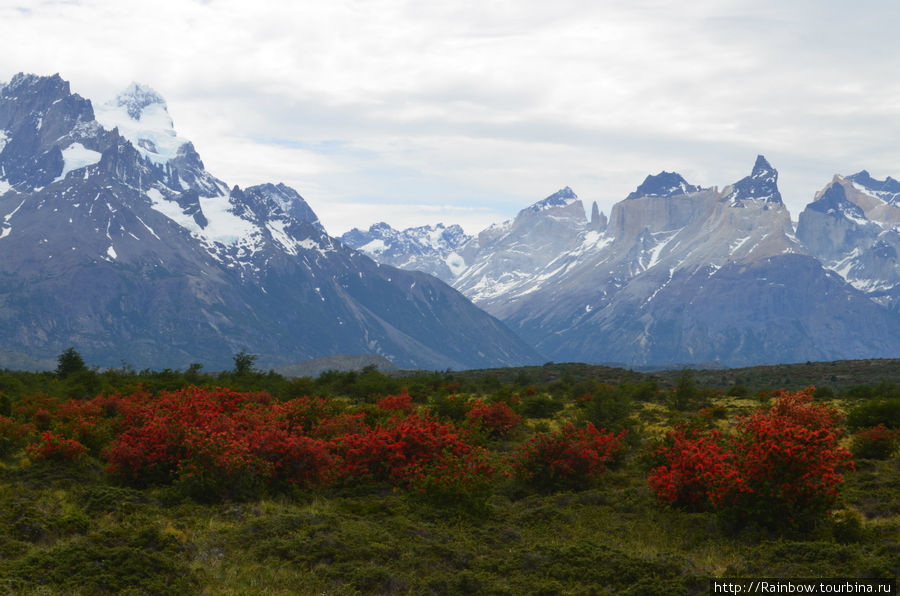 И в Патагонии весна. Национальный парк Торрес-дель-Пайне, Чили