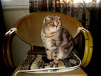 Кошка — Маняша, которая живёт дома у Евгения. Привезена из России.