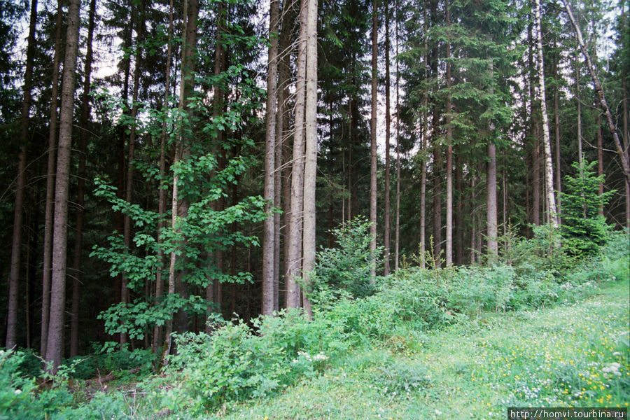 Типичный придорожный пейзаж в районе Кривопольского перевала: елки, холод и холодный ветер... Красота неописуемая. Верховина, Украина