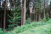 Типичный придорожный пейзаж в районе Кривопольского перевала: елки, холод и холодный ветер... Красота неописуемая.