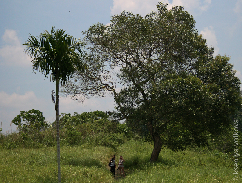 Путники делают передышку в тени деревьев. Убуд, Индонезия