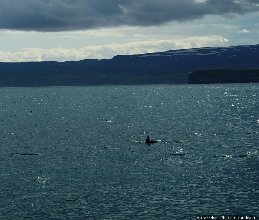 Дельфины Хусавик, Исландия
