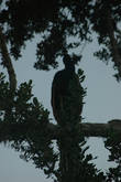 Первое что увидели — павлин сидит на дереве как простой попугай.