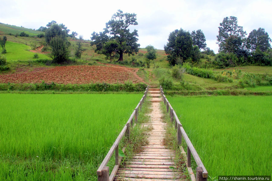 По деревянному мосту через рисовое поле Штат Шан, Мьянма