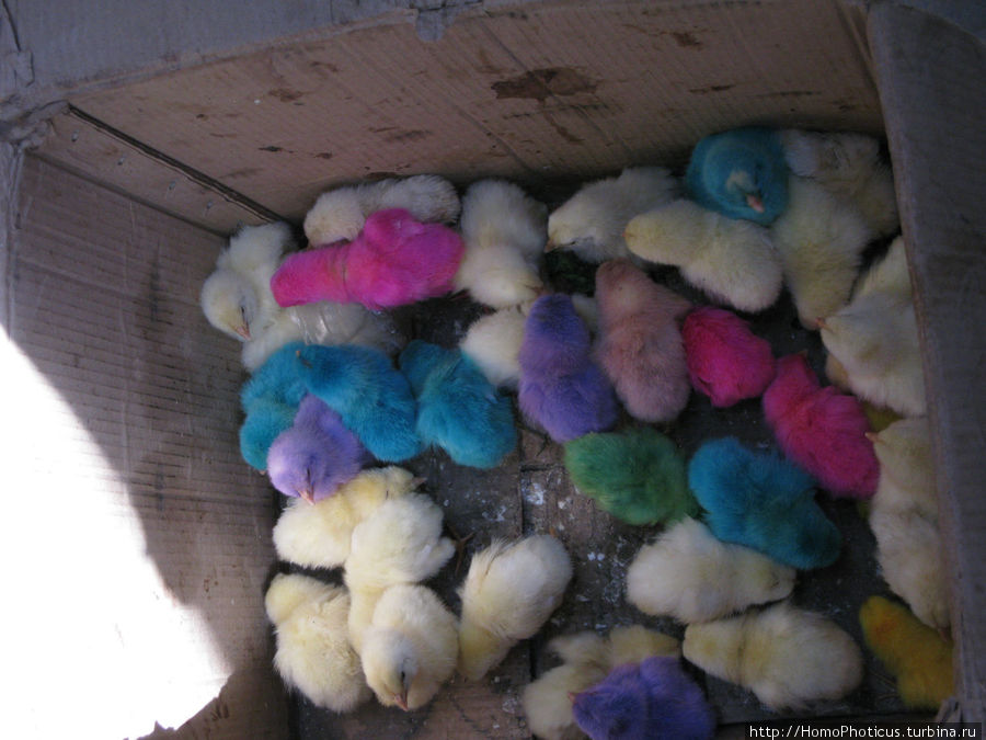 Цыплята в подарок Провинция Аль-Ходейда, Йемен
