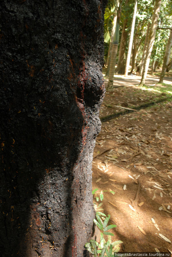 Кровянное дерево Маврикий