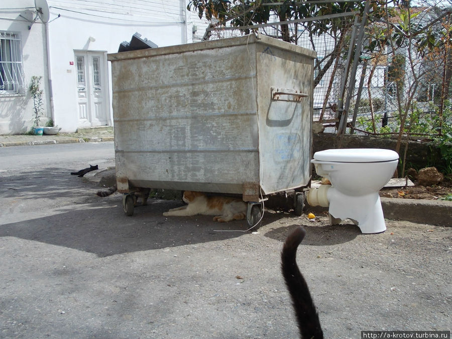 кошка, кошачий хвост, мусорка и унитаз впридачу Остров Бургаз, Турция