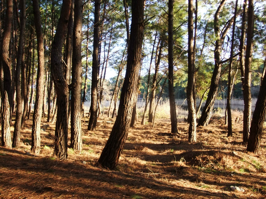 Сквозь лес поблёскивает болото, бывшее в древности озером. Средиземноморский регион, Турция