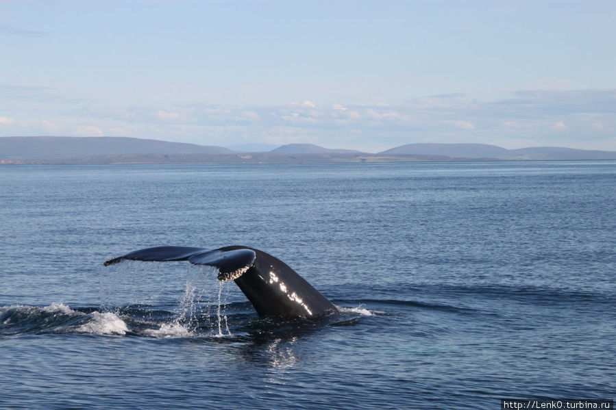 На китов! (авг 2011) Хусавик, Исландия