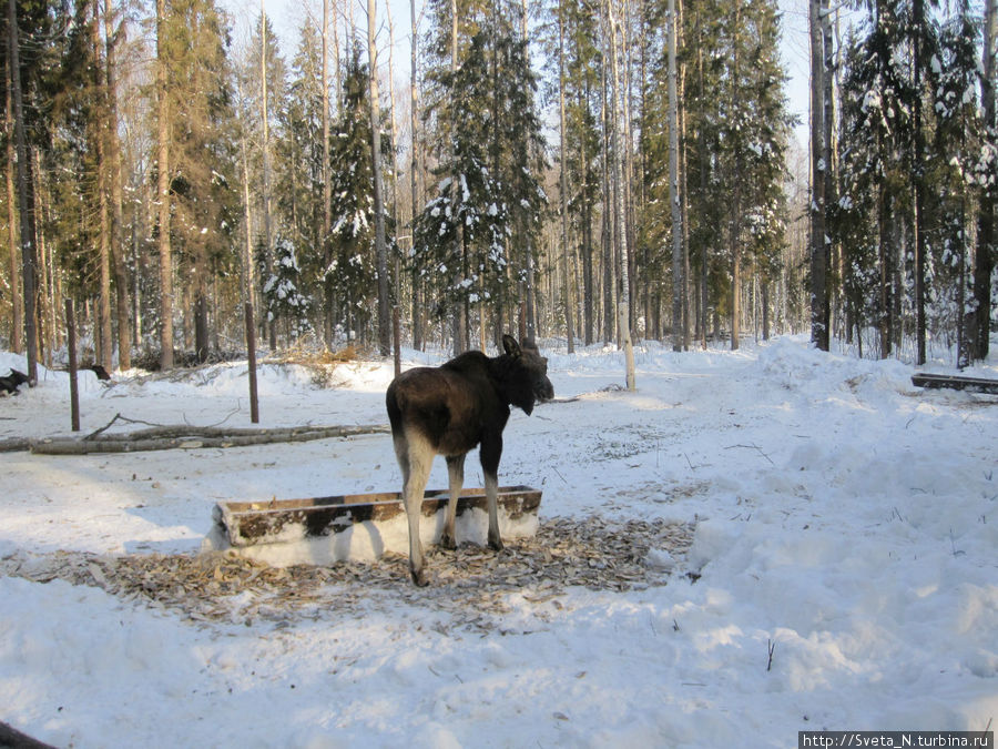 Костромская лосеферма зимой Кострома, Россия