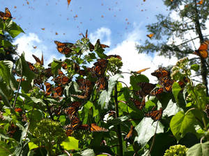 Во время прилета бабочек все растения покрыты оранжевыми цветами и в небе кружат золотистые листочки