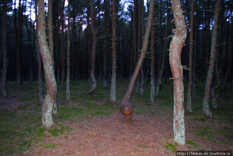 Первые танцующие деревья Куршская Коса Национальный Парк, Россия
