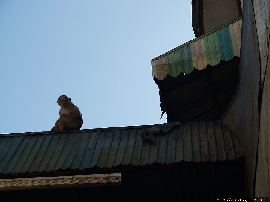 Таиланд. Лопбури. Куча обезьян Лоп-Бури, Таиланд