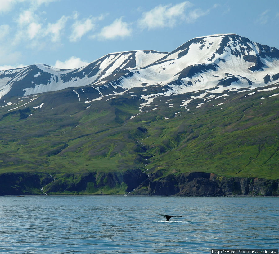 В бухте Хусавика. Хвост кита:) Хусавик, Исландия