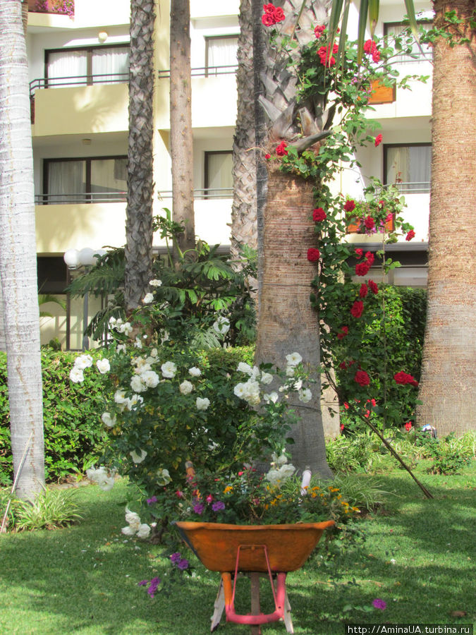 розы полезли на пальму Фуншал, Португалия