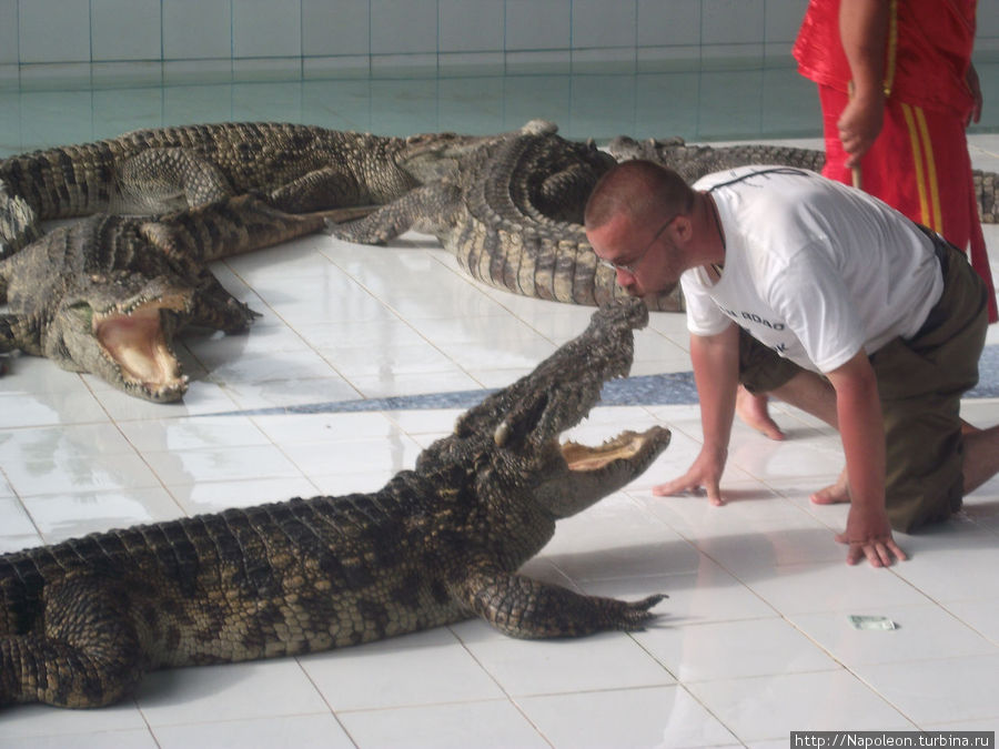 Поцелуй крокодила Чианграй, Таиланд