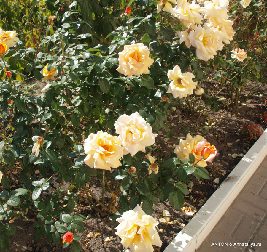 Монастырские розы. Млинов, Украина