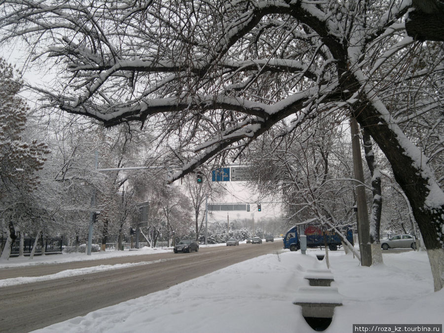 Чтобы не говорили, что в Алматы не бывает снега. Бывает под толщей снега падают деревья и рвутся провода. Алматы, Казахстан