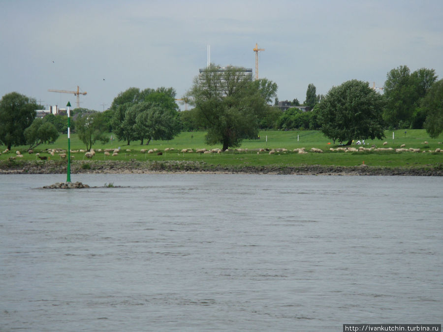 Прямо напротив Рейнской башни, на зеленом берегу Рейна пасутся овечки