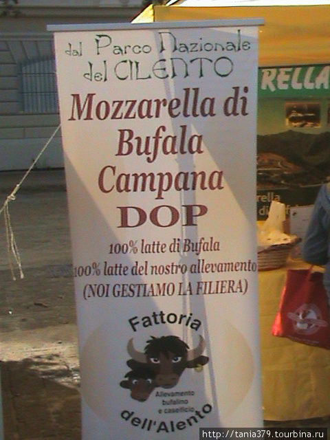 Рекламный лист предприятия по производству характерного продукта Кампании-моццареллы(брынза из молока буйволиц). Неаполь, Италия