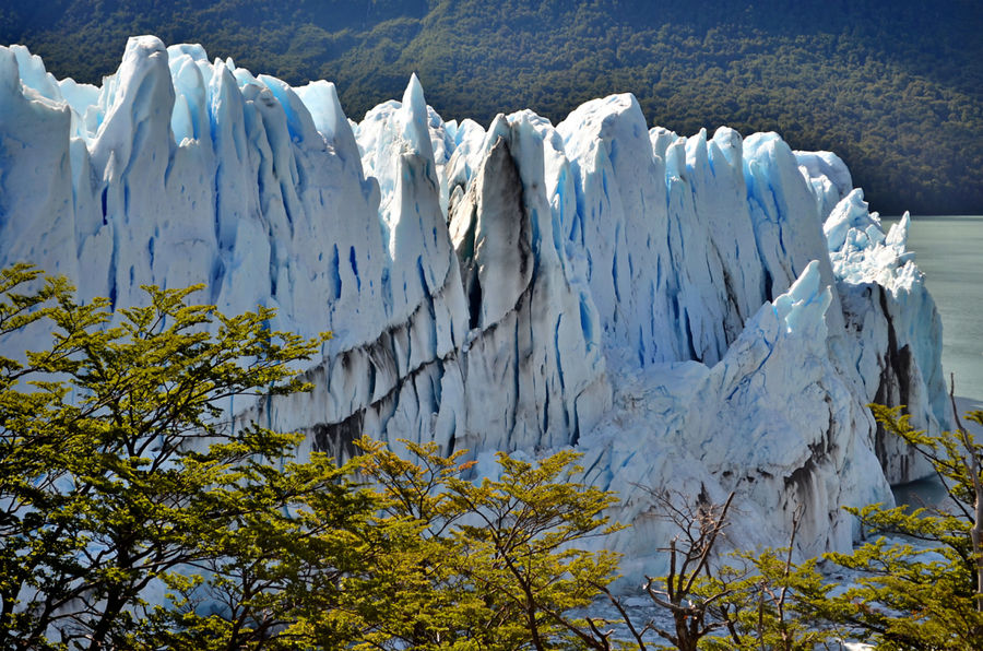 Ледник Перито Морено и его обитатели Лос-Гласьярес Национальный парк, Аргентина