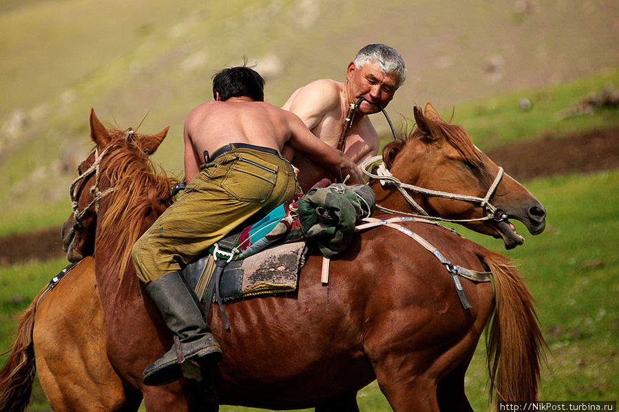 Казахская лошадь Казахстан