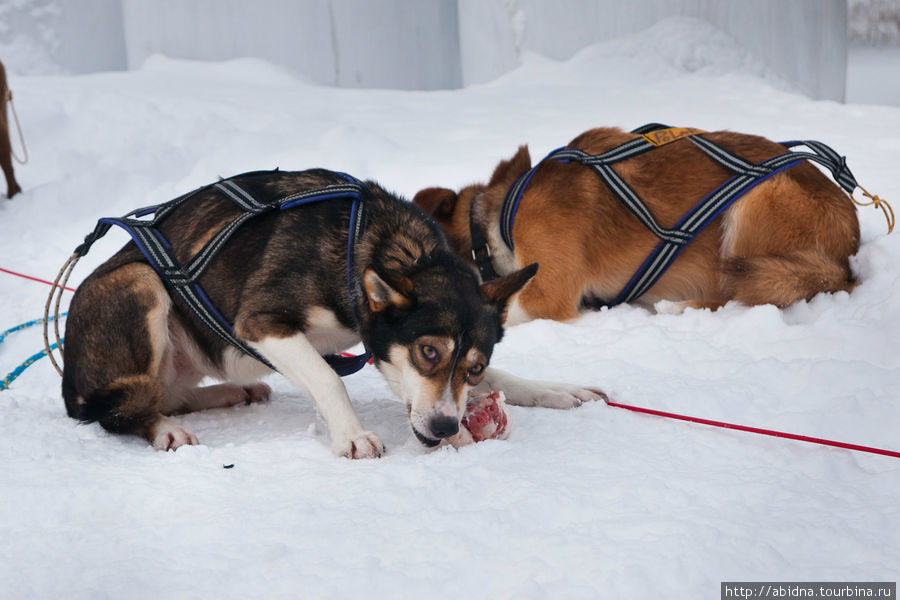 По завершении катания собачки получают заслуженное вознаграждение Нурмес, Финляндия