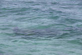 Это не силуэт дельфина,дюгоня(которых,к сожалению,на сей раз не удалось встретить) или кита. Это последняя стоянка японского истребителя Рейсен, более известного, как   Зеро