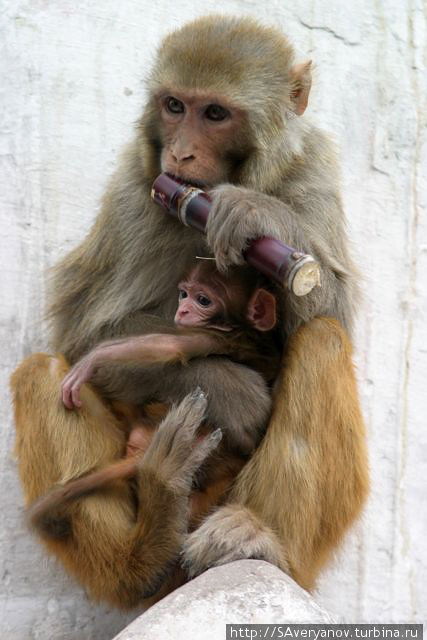 Сваямбу, обезьяны Катманду, Непал
