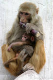 Сваямбу, обезьяны