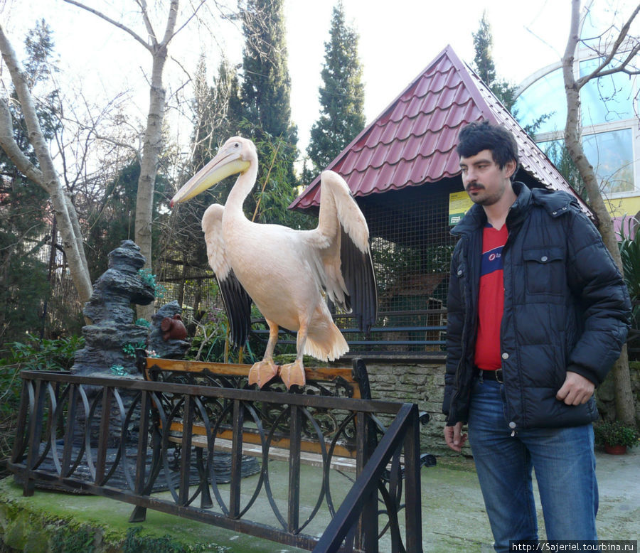Очень живой пеликан... Ялта, Россия