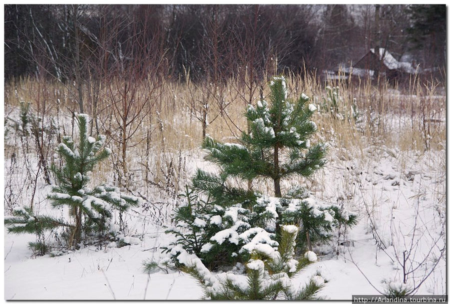 Первый снег, первая лыжня... Зеленоград, Россия