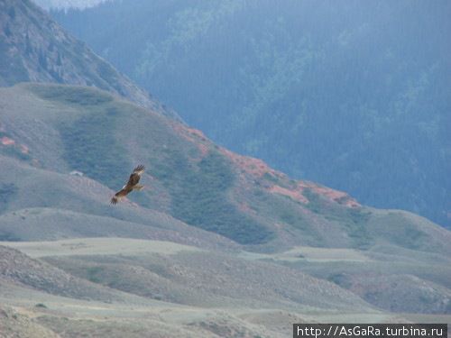 Орёл в горах Бишкек, Киргизия