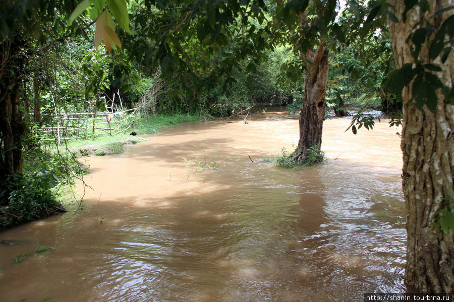 Деревья в воде — реки разлились Лаос