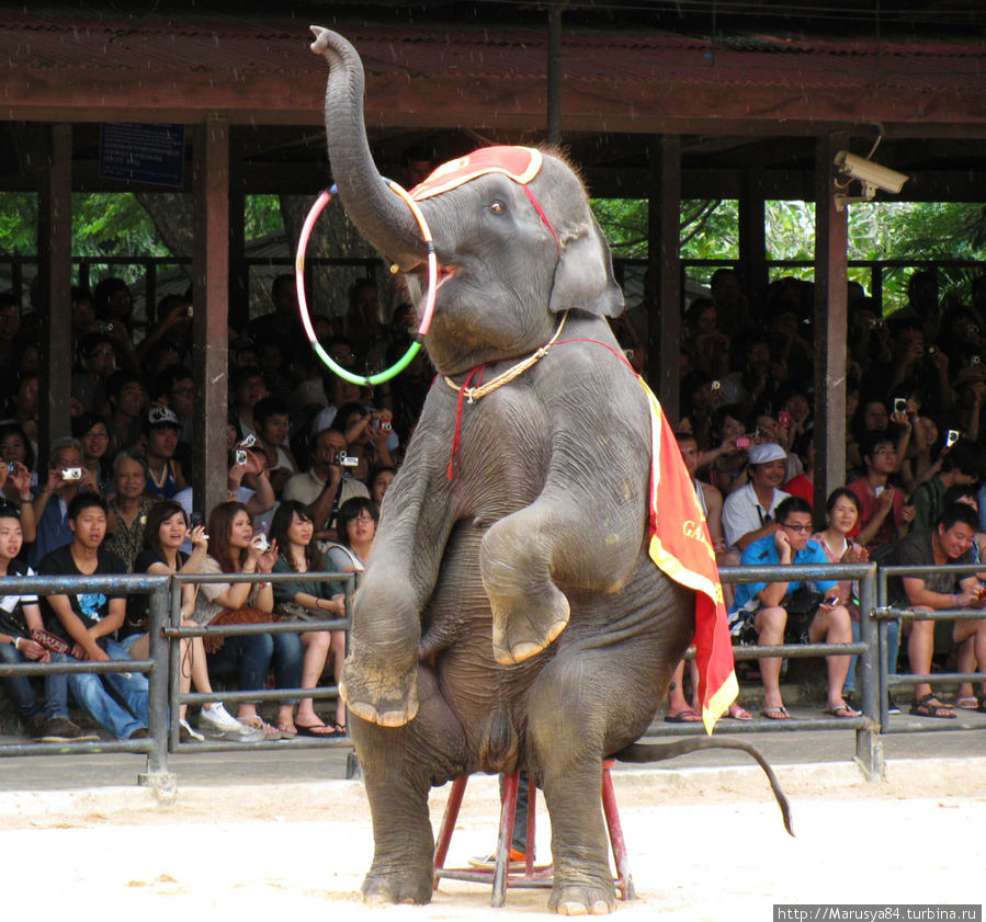 Шоу слонов Таиланд
