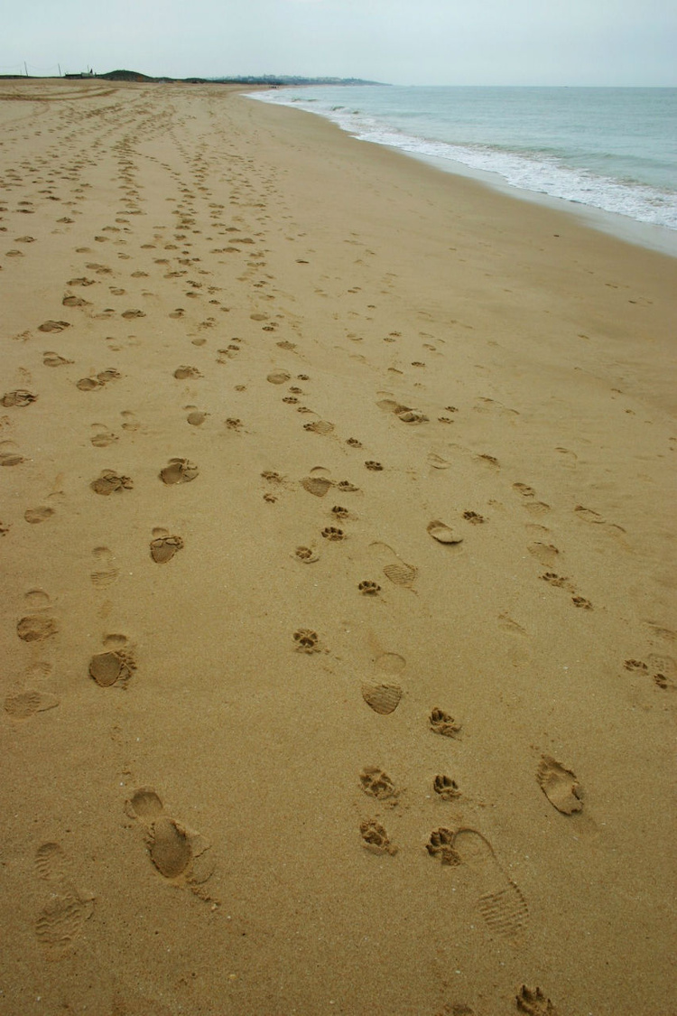 Следы на песке. Фотографи