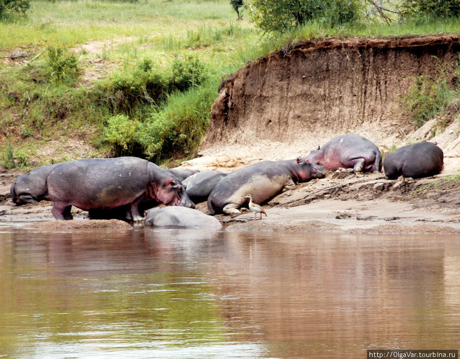 На противоположном берегу расположилось семейство бегемотов Масаи-Мара Национальный Парк, Кения