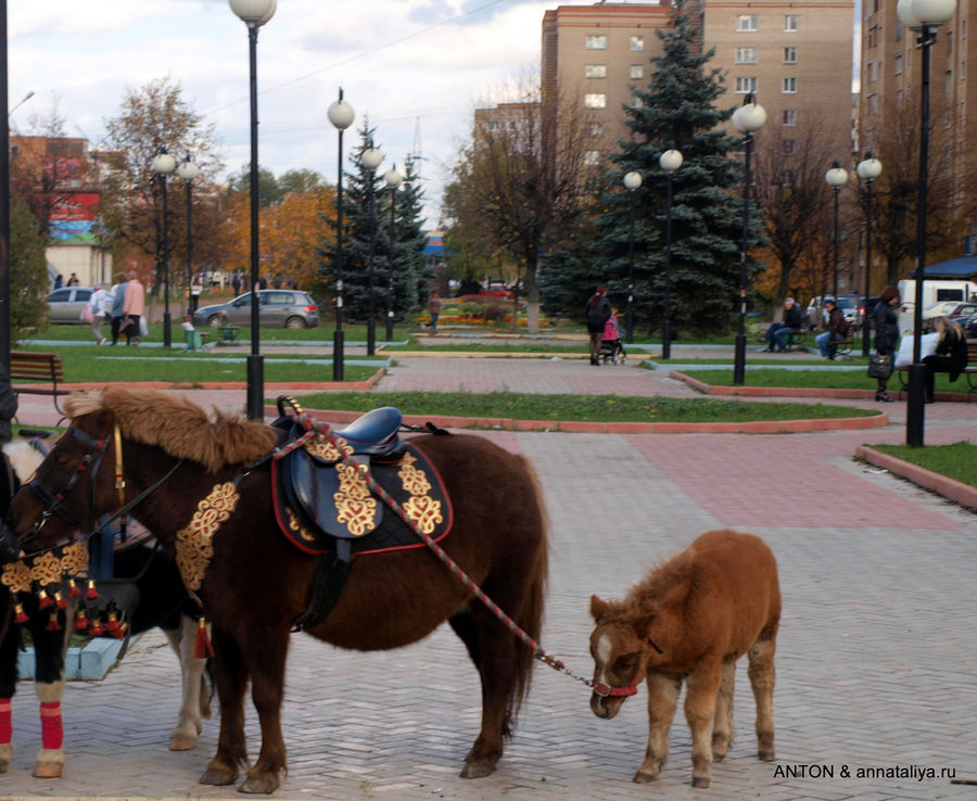 Прогулка на лошади и пони Серпухов, Россия