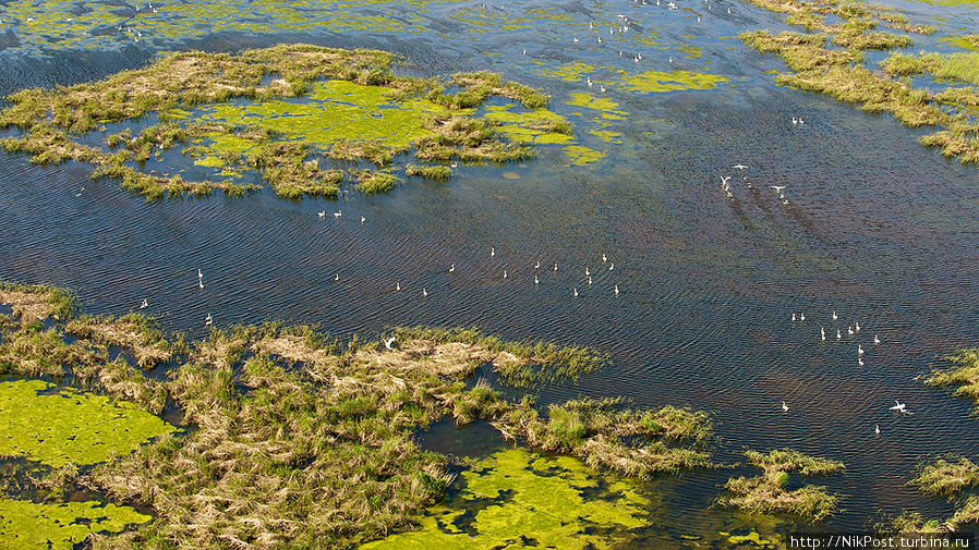 Лебеди-шипуны на озерах. Северный Каспий. Вертолетная съемка Атырауская область, Казахстан