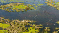 Лебеди-шипуны на озерах. Северный Каспий. Вертолетная съемка