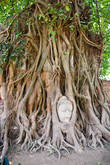 знаменитая голова в корнях. По преданию корни дерева постепенно вытащили логову Будды из земли и она осталась навеки переплетена в них